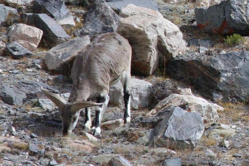 176 Look at those horns.jpg